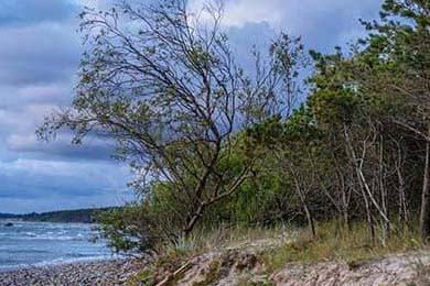 胡志明市：2026年起建议限制汽油车驶入市中心